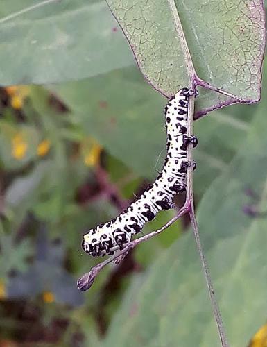 Cucullia lactucae